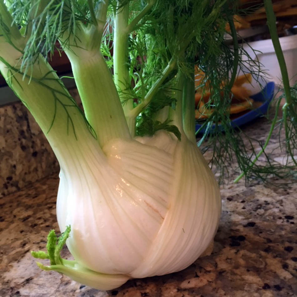 Fennel Bulb 